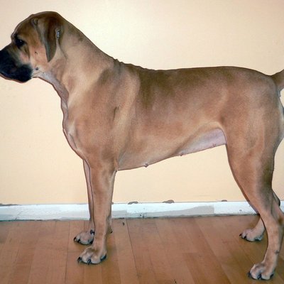 Boerboel