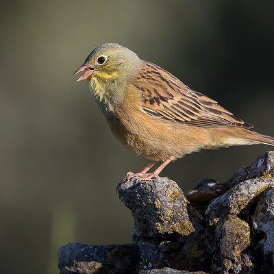 Ortolan bunting logo