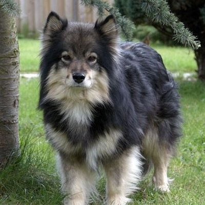 Finnish Lapphund