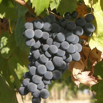 Montepulciano d'Abruzzo