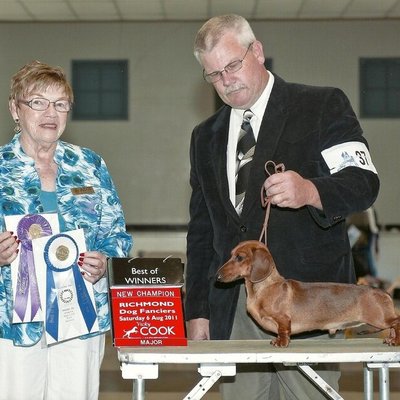 Miniature Dachshund