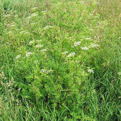 Conium maculatum