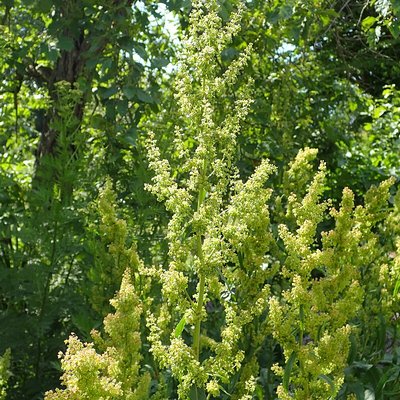 Rumex