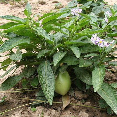 Solanum muricatum