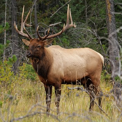 Elk Hunting logo