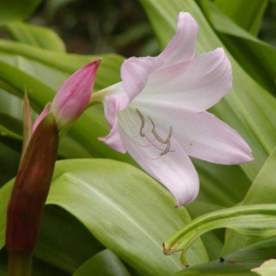 Crinum