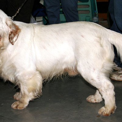 Clumber Spaniel