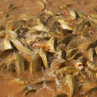 Feeding frenzy