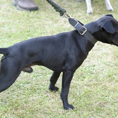 Patterdale Terrier