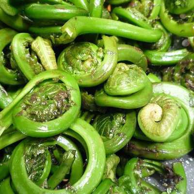 Fiddlehead fern