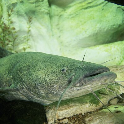 Flathead catfish logo