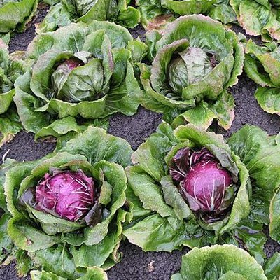 Radicchio