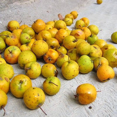 Crataegus mexicana