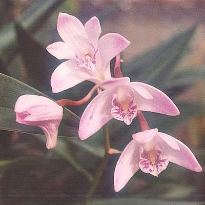 Dendrobium