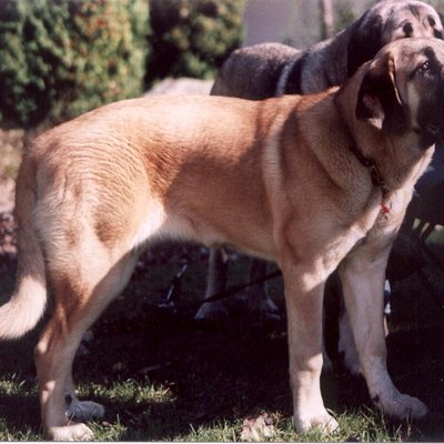 Spanish Mastiff