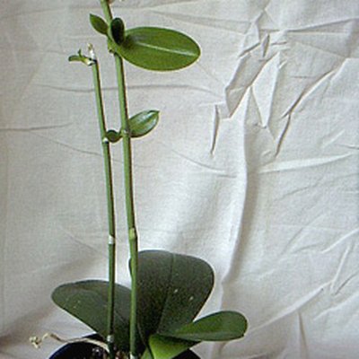 Keiki