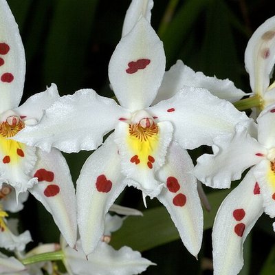 Oncidium