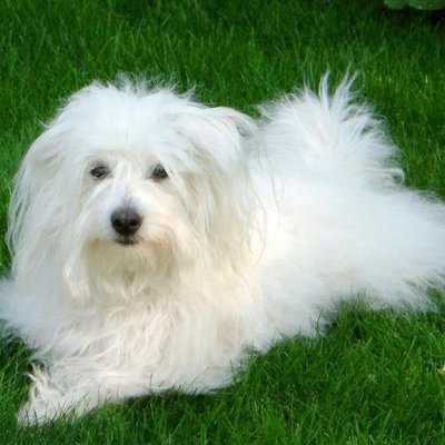 Coton de Tulear