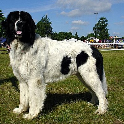 Landseer (dog)