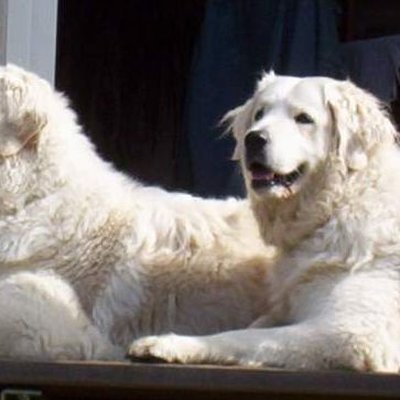 Kuvasz