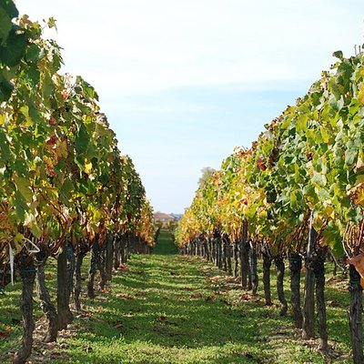 Lalande-de-Pomerol
