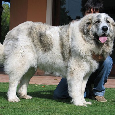 Pyrenean Mastiff