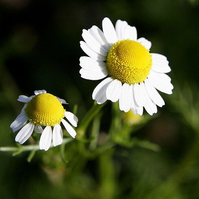 Matricaria