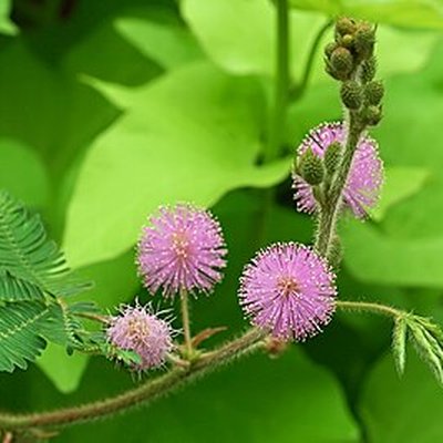 MIMOSA