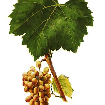 Furmint