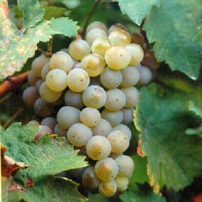 Müller-Thurgau