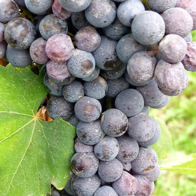 Nebbiolo
