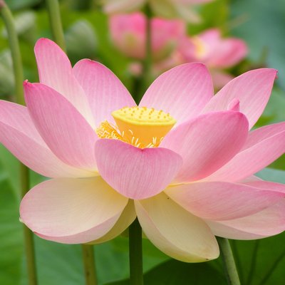 Nelumbonaceae