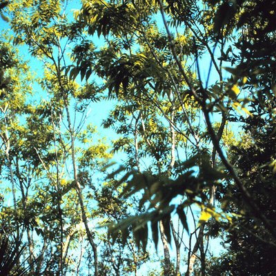 Sapindus