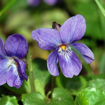Viola odorata