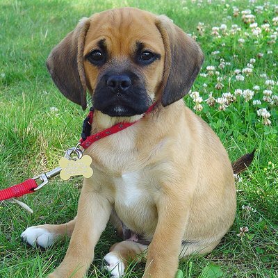 Puggle logo
