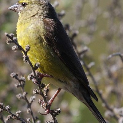Tottus Perú