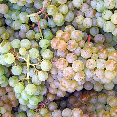 Pinot blanc