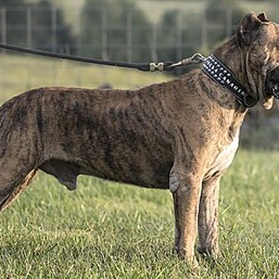 Perro de Presa Canario