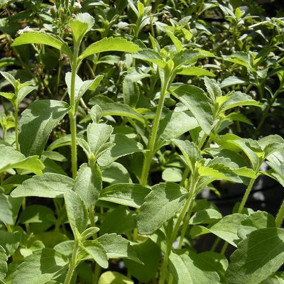 Stevia rebaudiana