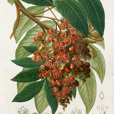 Sapindaceae