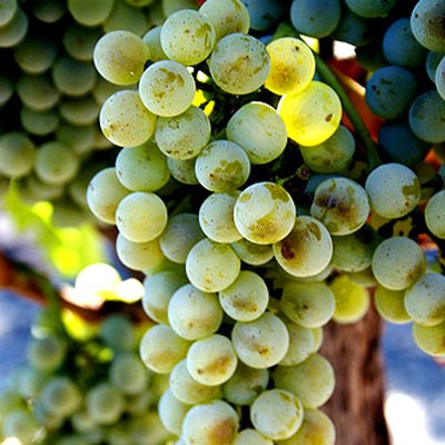 Sémillon