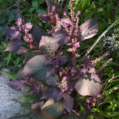 Shiso