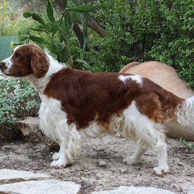 Welsh Springer Spaniel logo