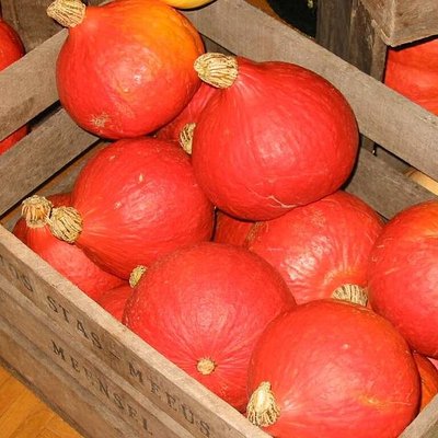Red kuri squash