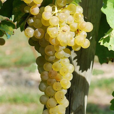 Trebbiano