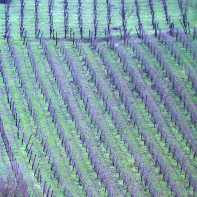 Greco (grape)