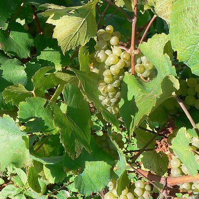 Malvasia