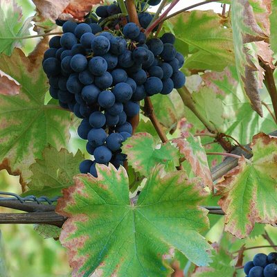 Mourvèdre