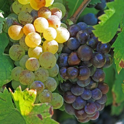 Moscato Wine