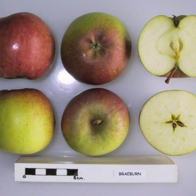 Braeburn